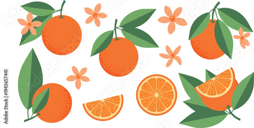 Fresh Orange Fruit Collection with Whole Oranges, Slices, Leaves and Blossoms Citrus Botanical Food Vector Illustration Set Isolated on White Background