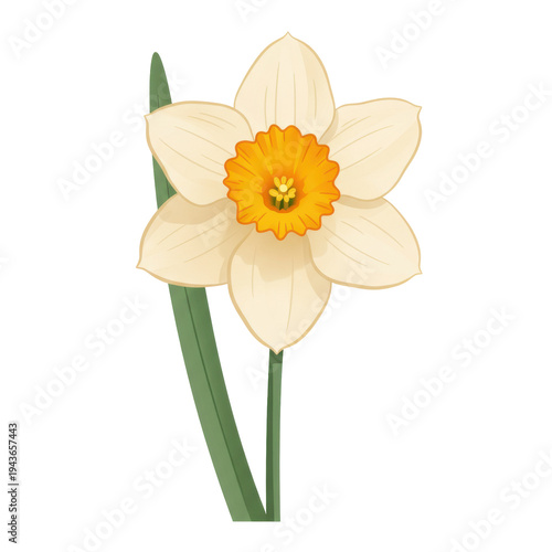 Delicate pale yellow daffodil with vibrant orange center isolated on white background