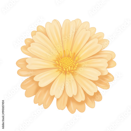 Delicate peachy-orange flower in detailed illustration isolated on white background