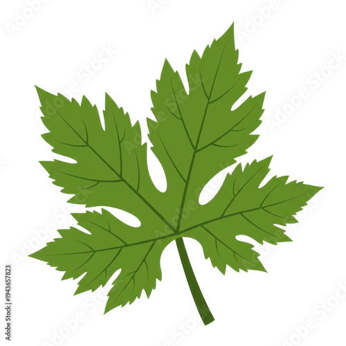Detailed illustration of a five-lobed green leaf with serrate edges isolated on white background