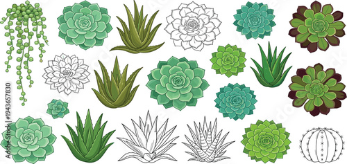 Collection of succulent plants and cacti isolated on a white background, diverse array of green and white varieties