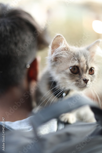 A grey pet cat on a man's shoulder 