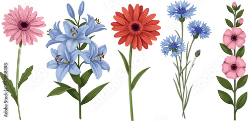 Colorful Garden Flowers Collection with Gerbera Daisy, Blue Lilies, Cornflowers and Pink Blossoms Botanical Floral Vector Illustration Set Isolated on White Background
