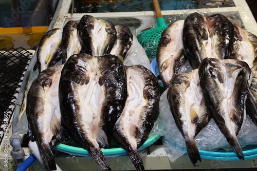 Fotografie fresh fish blowfish at the market