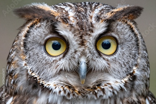 Photography A close up of an owl with yellow eyes