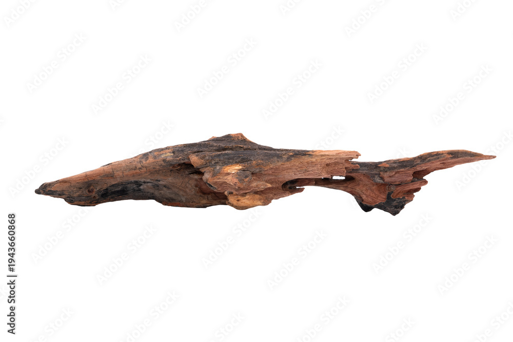 Fototapeta premium Dry tree roots
