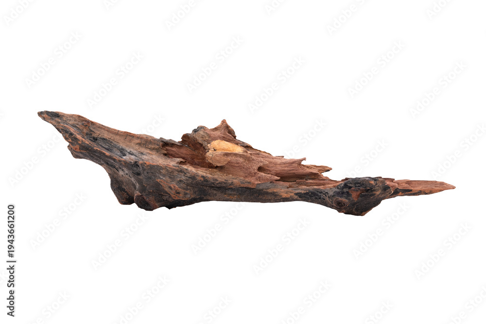 Fototapeta premium Dry tree roots