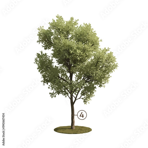 Digital illustration of a leafy tree with a brown trunk