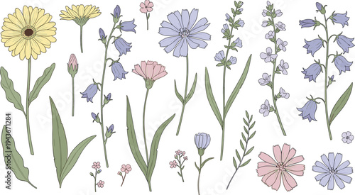 Hand drawn pastel wildflower botanical collection with meadow flowers stems and leaves, natural floral elements vector illustration set