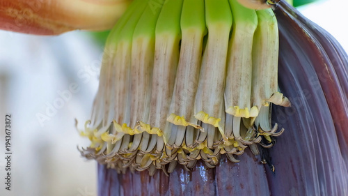 Quadro su tela Banana flowering process prior to fruit production in agricultural fields