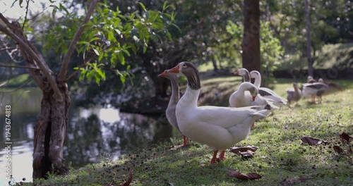 Ducks standing on edge of pond on sunny day