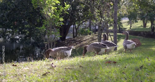 Ducks grazing on grass at side of pond