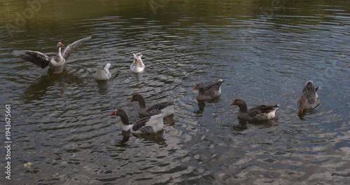 Duck flapping wings in pond - wide shot