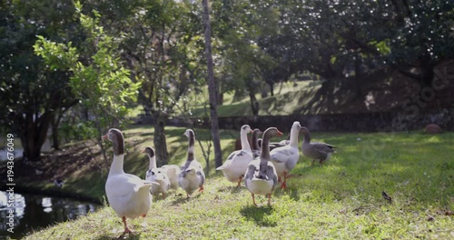 Ducks walking in grass along the side of the pond - hand held shot