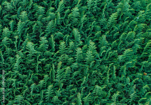 Close-up of dense green foliage branches of Thuja