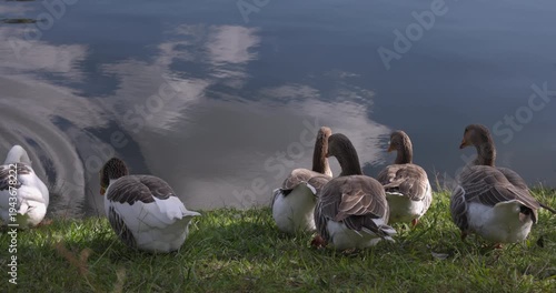 Ducks walking into water on beautiful day