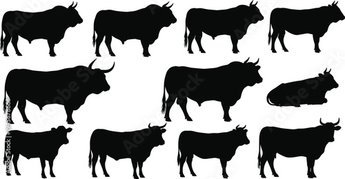 Cow bull silhouettes, cattle posture icons, farm animal illustration, livestock artwork design, agriculture graphic symbols, standing lying cattle artwork