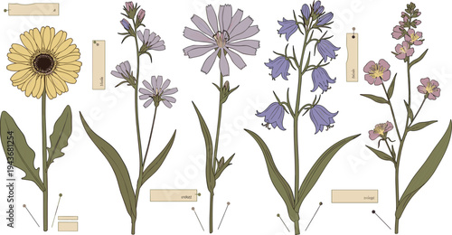 Vintage botanical wildflower study collection with labeled meadow plants, hand drawn pastel floral stems scientific herbarium vector illustration