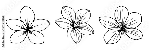 Plumeria set with fine line art design featuring tropical island aesthetic, elegant thin lines, isolated on white background with floral and botanical and illustration