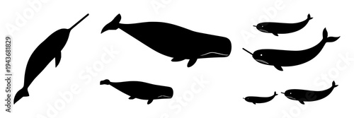 Narwhal set with solid black silhouette design featuring a spiral tusk, arctic marine animal with flat 2D art and white background