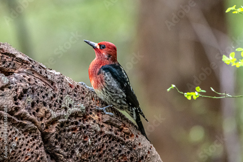 sap sucker woodpecker 