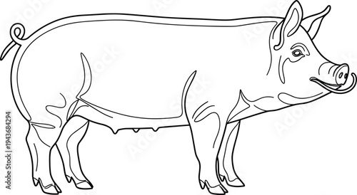 Continuous line art of a domestic pig, farm animal sow standing, minimalist vector illustration for butchery or organic farming,