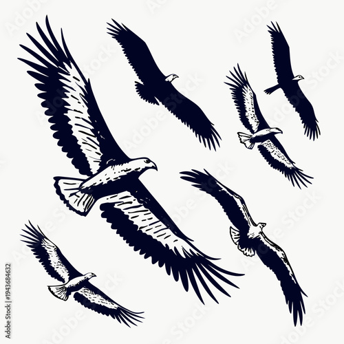 Group of soaring eagles collection of birds of prey in various flying poses hand drawn style vector silhouettes for nature and wildlife projects