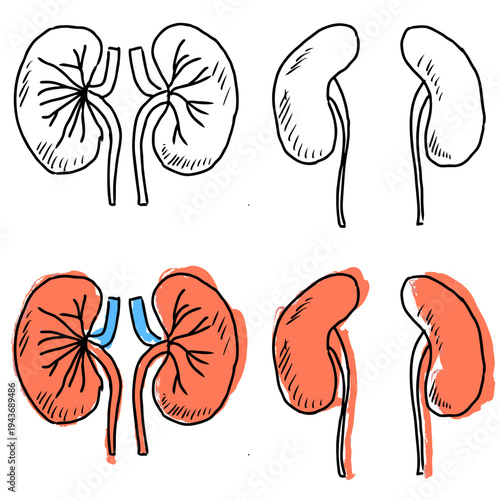 Set editable sketch drawing kidneys vector for sketchy medical blogs. Ideal for symbolizing rough human anatomy, hand drawn biology concepts, and simple internal organ art.