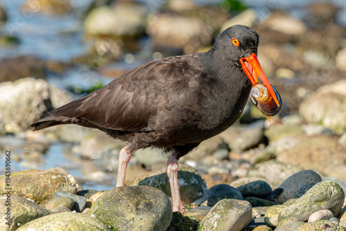 black oyster catcher 