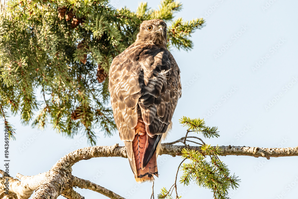 Obraz premium red tailed hawk