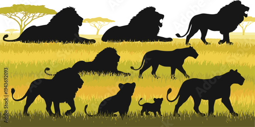 African lions in silhouette against a grassy savanna landscape