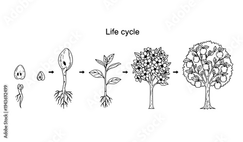 Apple Tree Life Cycle Vector From Seed Seedling Blossom to Fruit Botanical Line Illustration