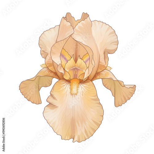 Detailed illustration of a creamy iris flower with delicate petals and veins isolated on white background