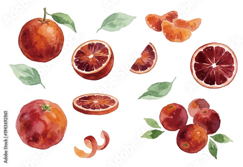 Watercolor-style fresh blood orange illustration, ripe red citrus with slices and juice／ブラッドオレンジ