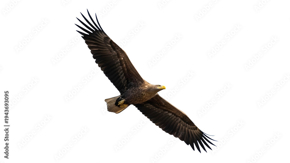 Fototapeta premium A majestic eagle soars through the air with its wings spread wide