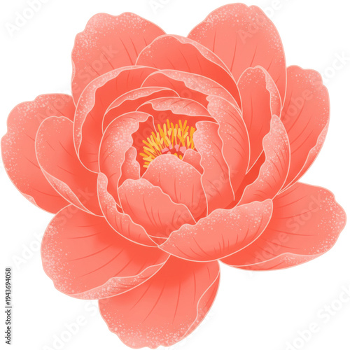 Detailed coral peony bloom with textured petals and golden center isolated on white background