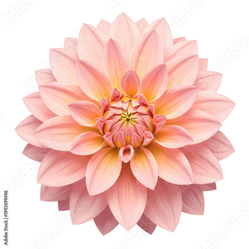 Elegant dahlia bloom with delicate pink and yellow gradient petals isolated on white background