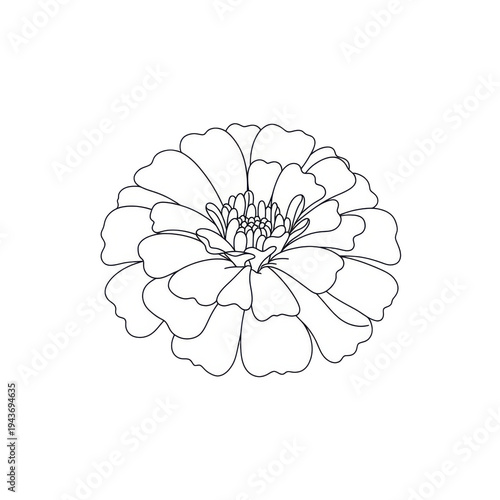 Delicate outline of a zinnia flower, petals and center detailed isolated on white background