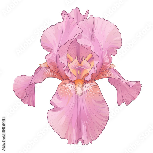 Detailed pink iris illustration with delicate petal texture and golden center isolated on white background