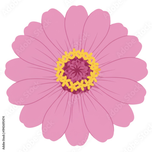 Delicate pink zinnia flower with golden center floral illustration isolated on white background