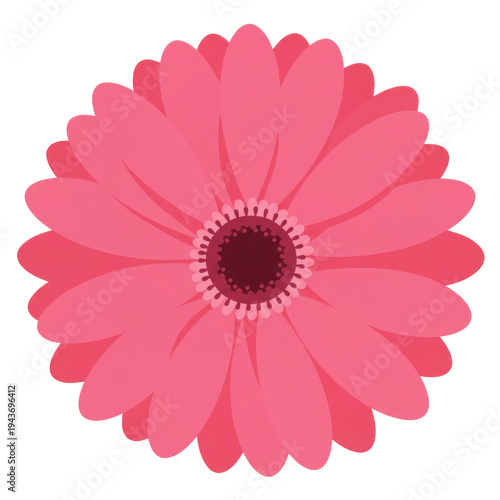 Vibrant pink gerbera daisy flower illustration isolated on white background