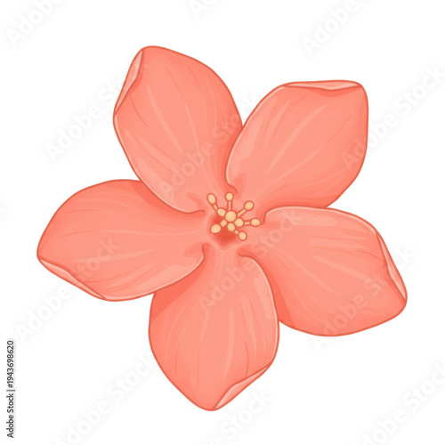Coral pink blossom detailed illustration top view isolated on white background