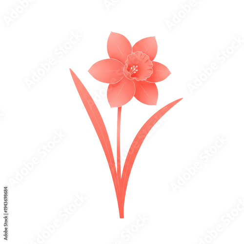 Vibrant coral daffodil in elegant artistic style isolated on white background