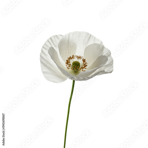 Delicate white poppy in detailed close-up isolated on white background