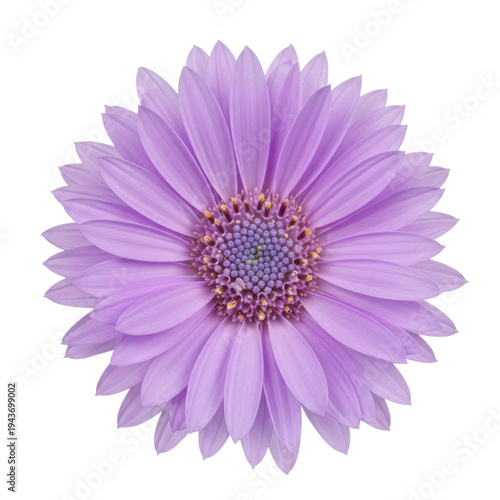 Lilac osteospermum flower closeup, detailed petals and center isolated on white background