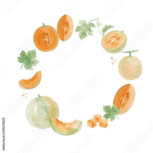 Watercolor-style fresh cantaloupe melon illustration, orange flesh musk melon with slice／赤肉メロン