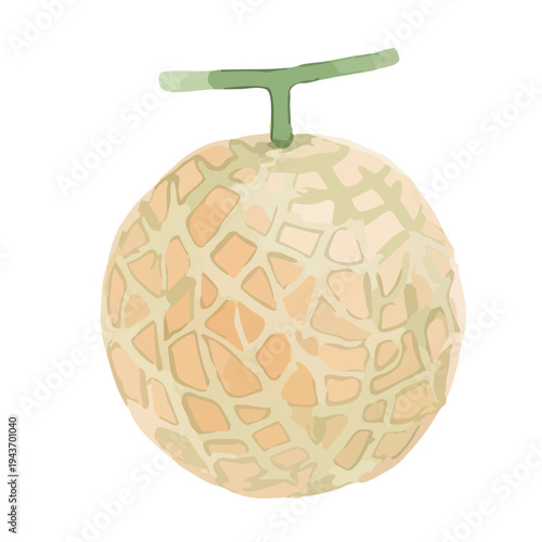 Watercolor-style fresh cantaloupe melon illustration, orange flesh musk melon with slice／赤肉メロン