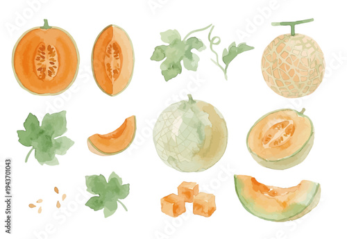 Watercolor-style fresh cantaloupe melon illustration, orange flesh musk melon with slice／赤肉メロン