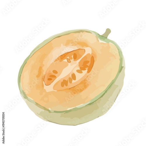 Watercolor-style fresh cantaloupe melon illustration, orange flesh musk melon with slice／赤肉メロン