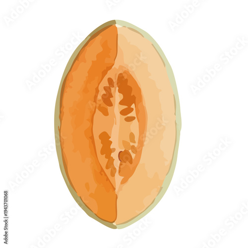 Watercolor-style fresh cantaloupe melon illustration, orange flesh musk melon with slice／赤肉メロン